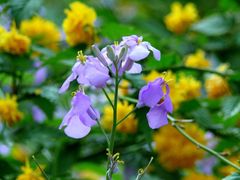 -宝山国家矿山公园