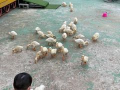 -前小桔亲子创意农场·草莓采摘·露营烧烤