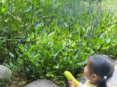 -陈家山荷花公园