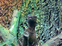 -广州长隆飞鸟乐园