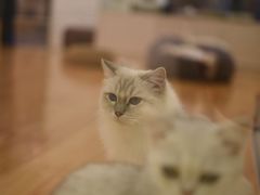 -momokira米努特·德文卷毛猫·棉花面纱犬