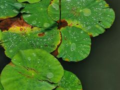 -上海市龙华烈士陵园