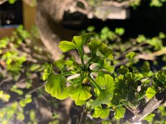 -四川大学(华西校区)