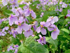 -白塘生态植物园