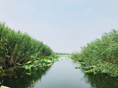 -白洋淀景区