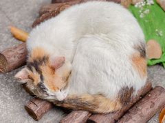 -广州兰圃