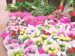 -龙大花卉苗木市场