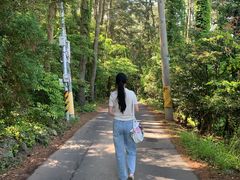 -汉拿树木园