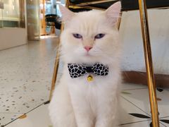 -喵喵咪呀布偶猫咖(春熙路店)