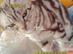 -美联众合宠物医院·爱萌分院·内外科·猫科中心