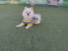 -宠物寄养训练学校