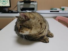 -谐和益家动物医院·免疫绝育·血液透析·宠保定点医院(高新伊藤分院)