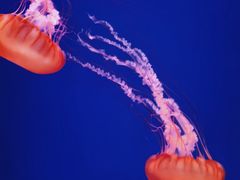 -海合安武汉极地海洋公园