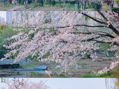 -堤角公园
