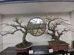 -香雪海