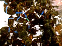 -RED LOBSTER(多伦多DT店)