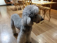 -沏点Trattoria意大利餐厅(新街口店)