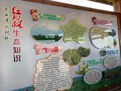 -北海金海湾红树林生态旅游区