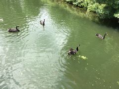 -长白岛森林公园