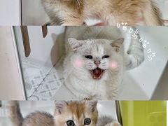 -青奢宠物·青奢猫舍