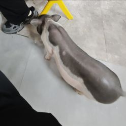 -神奇动物撸宠馆·羊驼·小浣熊·异宠(豫园店)