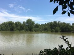 -大湾区中央湿地公园