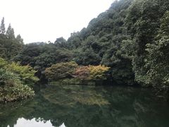 -龙井村