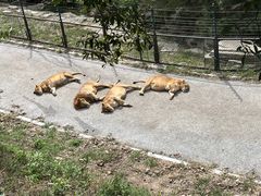 -大连森林动物园