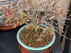 -楠火锅(仁恒梦中心店)