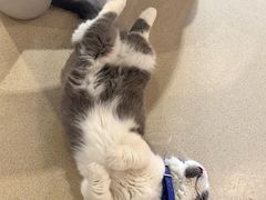 -藏猫猫咖啡主题馆(中央大道店)