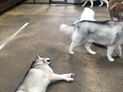 -TrueLove @ Neverland (Husky Cafe)