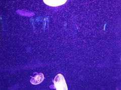 -福州罗源湾海洋世界旅游区