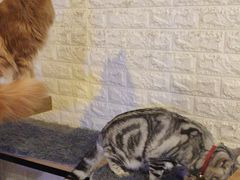 -平行世界·猫咖(首经贸店)