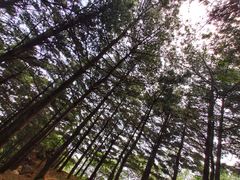 -北京鹫峰国家森林公园