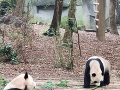 -都江堰景区