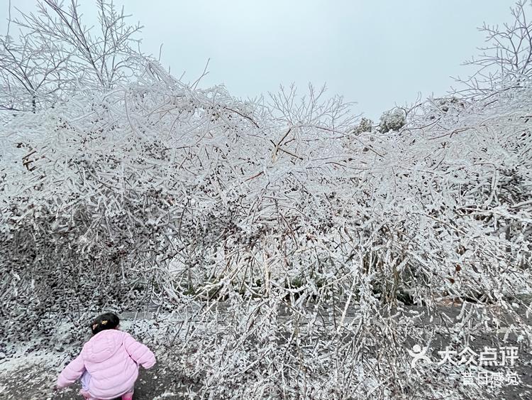 岳麓山雾凇图片