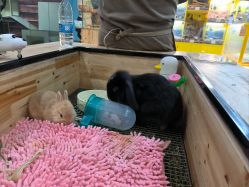 -神奇动物撸宠馆·羊驼·小浣熊·异宠(豫园店)