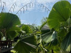 -中国科学院西双版纳热带植物园