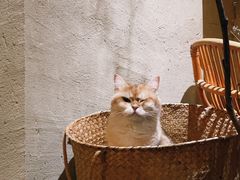 -Silly Dog Coffee(滨江店)