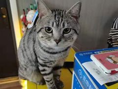 -猫尾侦探俱乐部·剧本杀·狼人杀