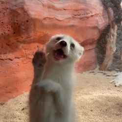 -Zoolung Zoolung动物主题公园(海信广场店)