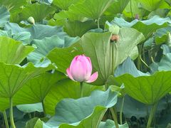 -莲花池公园
