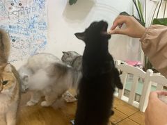 -李小姐の猫咖啡馆(五角场店)
