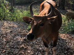 -清迈夜间动物园