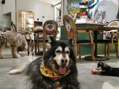 -more than meow吴止猫主题餐厅(承德 中船汇店)