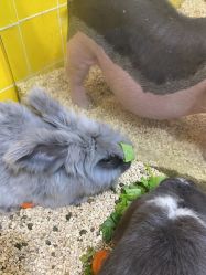 -神奇动物撸宠馆·羊驼·小浣熊·异宠(豫园店)