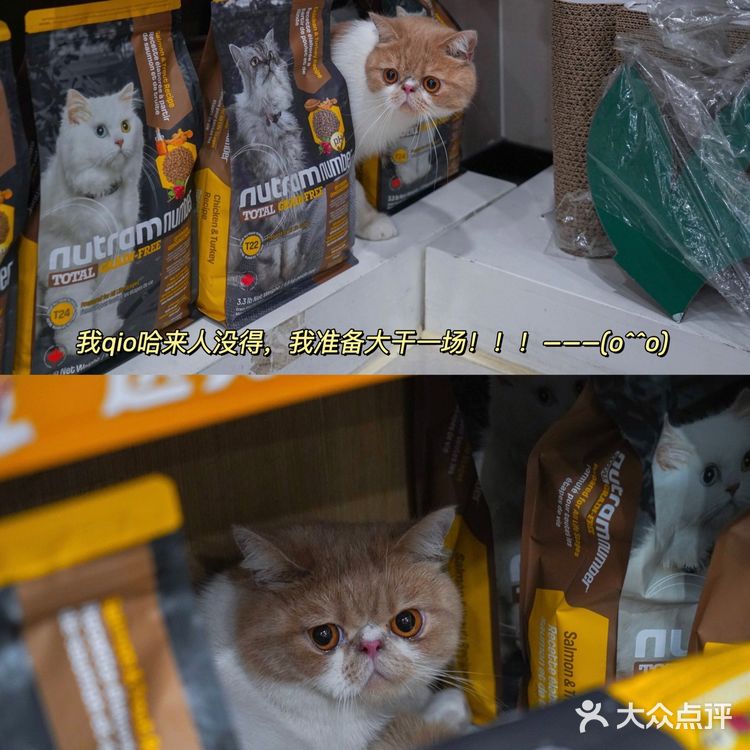 宇宙萌宠“甜茶🐱”日记|办个VIP做宠物届顶流🚀