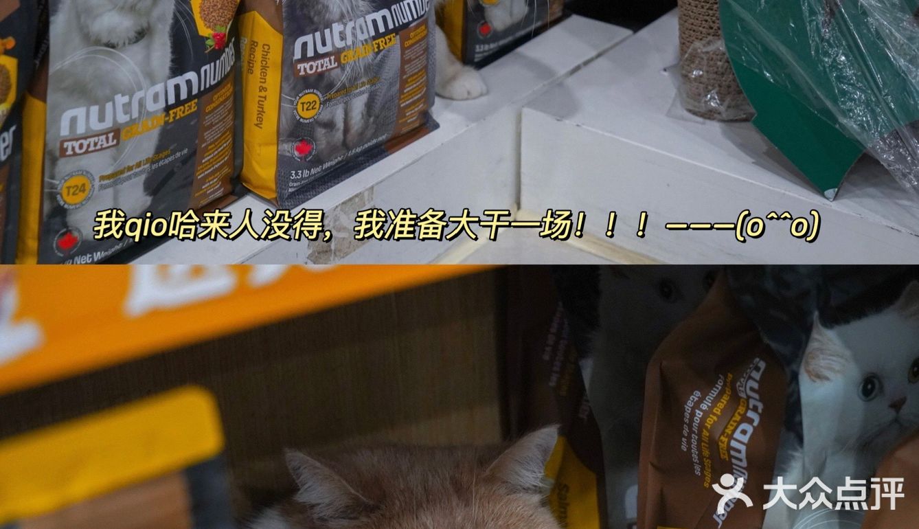 宇宙萌宠“甜茶🐱”日记｜办个VIP做宠物届顶流🚀
