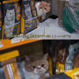 宇宙萌宠“甜茶🐱”日记｜办个VIP做宠物届顶流🚀
