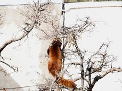 -青藏高原野生动物园